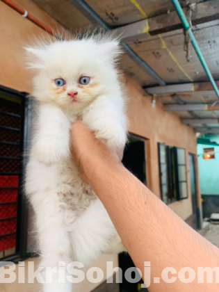 Pure Persian all male kitten